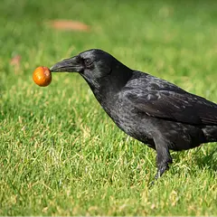 Delicious Caw Caw!