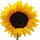walkingonsunshinerecipes.com