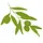 threeolivesbranch.com