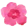 peanutblossom.com