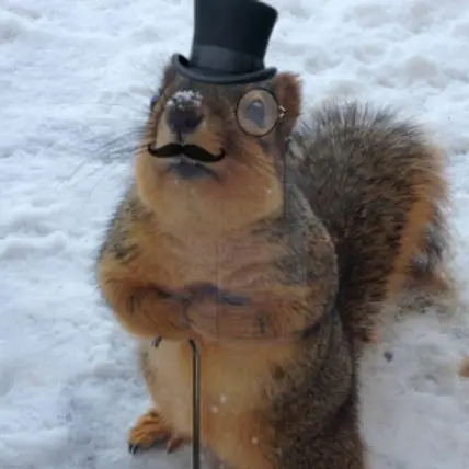 Formal Squirrel