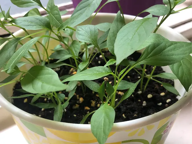 I don't have garden but I grow basil, parsley and mint on my balcony. Great thing about growing herbs on a balcony is that you can grow them all year round - but it is super important to plant smart and in different pots. Some herbs are helping each other to grow if planted together (like mint + oregano), but you should avoid combining tall growing herbs with low growing herbs (like basil + mint). Bigger plants can overtake smaller herbs and it becomes competition. It super fun, you should try it + you always have fresh herbs for pasta, risotto or soup + your balcony smells like heaven! :) On the pic is my last balcony garden project: i got some cayenne pepper seeds from Spain and I enjoy watching them grow!  
