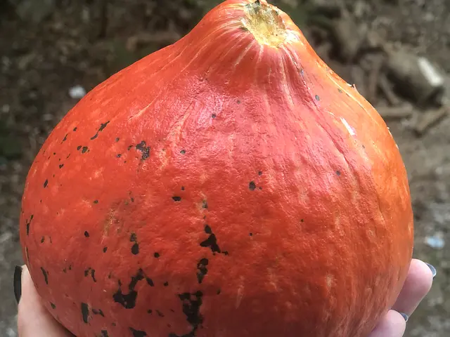 Homegrown, organic Hokkaido squash.