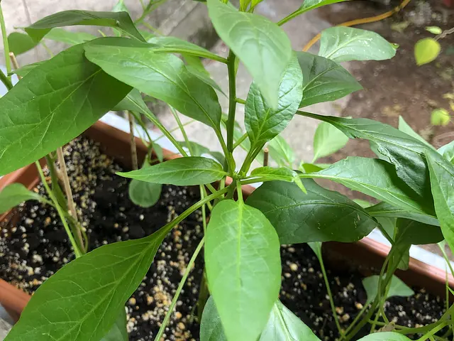 Nice, I love that too - here is a pic of my lovely cayenne! I grow mine on a balcony coz I don't have a garden. Do you have any useful tips? Btw I've heard Frankenstein is SUPER HOT!
