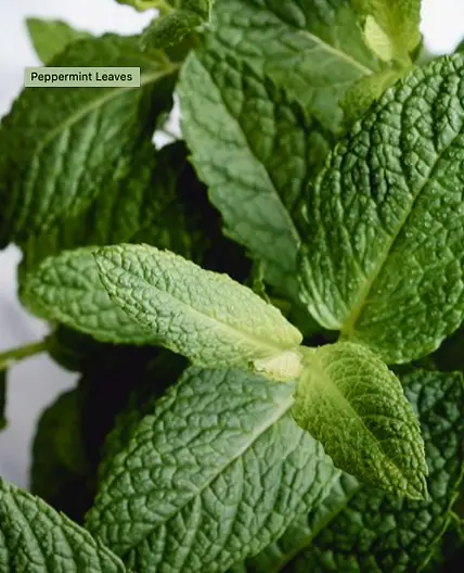 Mint Chocolate Smoothie