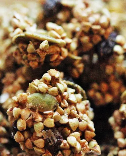 Feel Good Granola