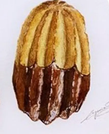 Húngaros