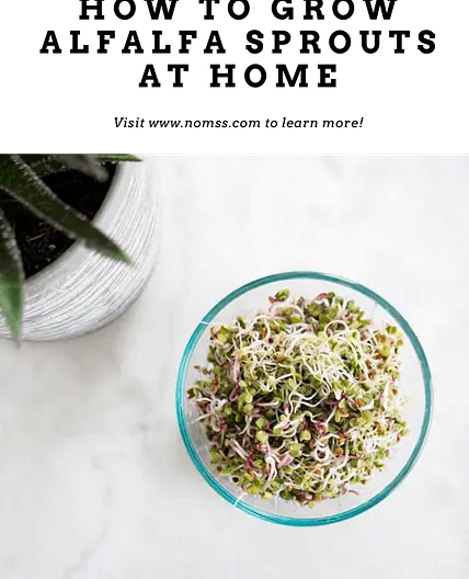 How To Grow Alfalfa & Radish Sprouts at Home