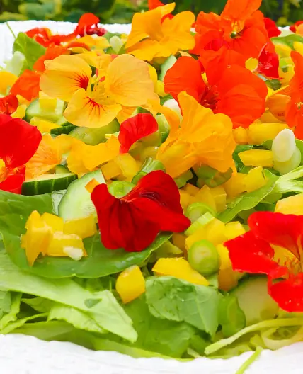 Nasturtium Salad