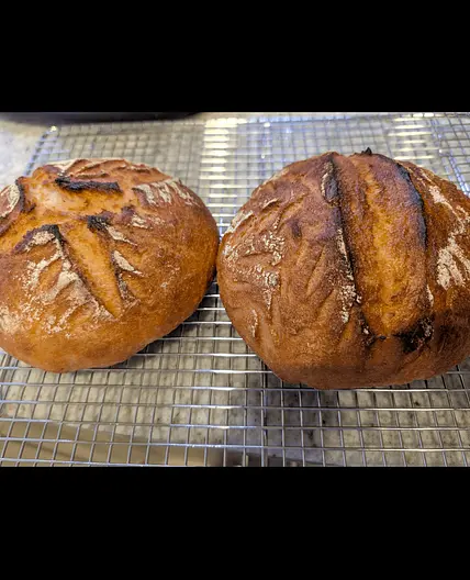 Molino High Hydration Gluten Free Sourdough: