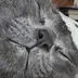 Tin 🐈‍⬛