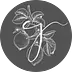 cafejohnsonia.com