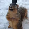 Formal Squirrel