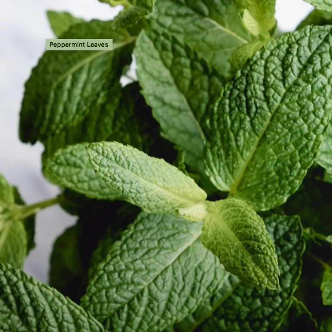 Mint Chocolate Smoothie