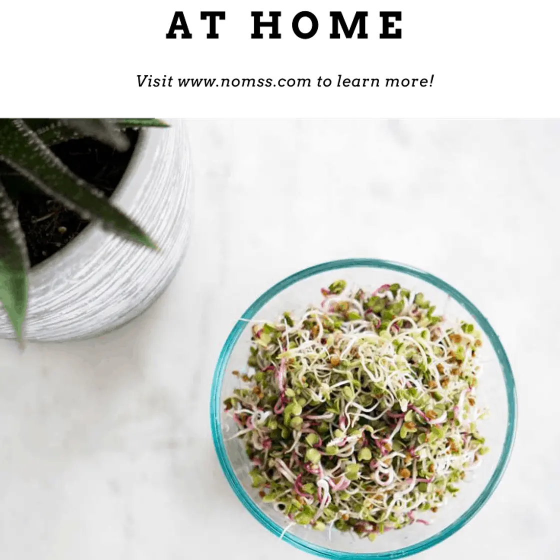 How To Grow Alfalfa & Radish Sprouts at Home