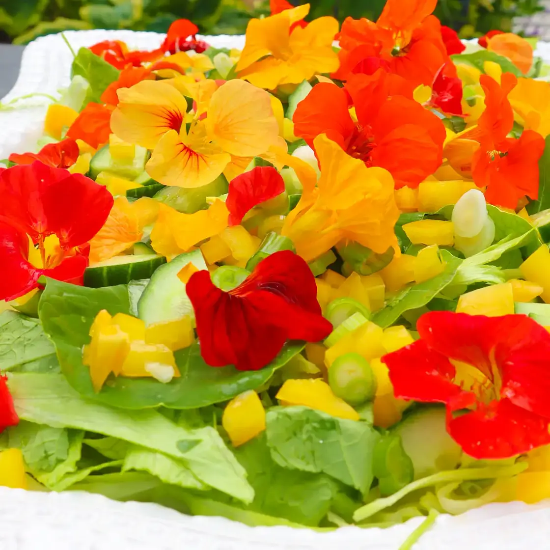 Nasturtium Salad