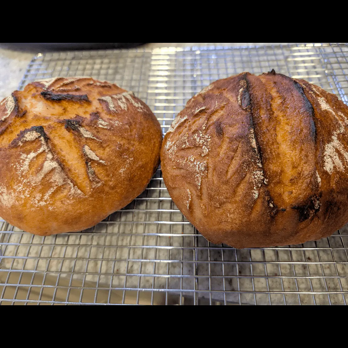 Molino High Hydration Gluten Free Sourdough: