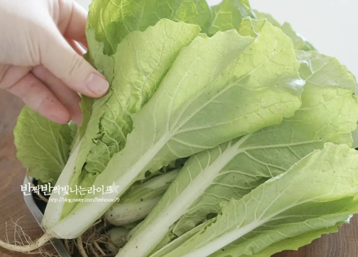 얼갈이 배추는 마르거나 누렇게 뜬 잎은 떼어내고 밑동 뿌리 부분은 잘라냅니다