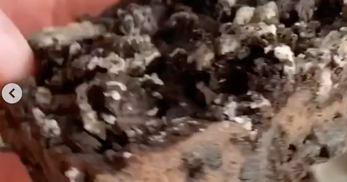 4-Ingredient Oreo Chocolate Slice Recipe | Samsung Food App