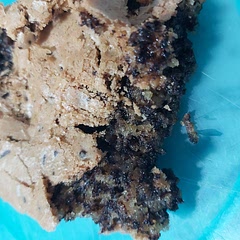 I didn't have chocolate drops would I put chocolate flakes but it can out flat and doesn't taste good what did I do wrong