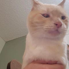 what did you say