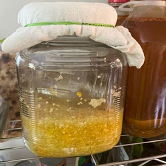 Doesn’t seem to be lacto-fermenting. Made differently than some more successful sauerkrauts I’ve made. I wanted to try something new and am regretting it