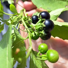 These are black nightshade berries ONLY pick them when ripe or falling off the plant. They are very seedy but work great with blueberries. 
Similar in size to wild blueberries and in small clusters