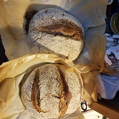 I did change the recipe to ~55% whole wheat but kept the 70% hydration. The crust was a little hard and I didn't get as much of a rise as desired but that could be because of the change in flour type but not hydration level. People were very pleased!
