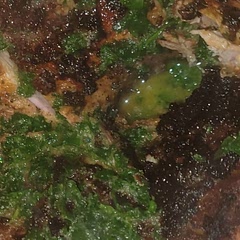 it was tasty