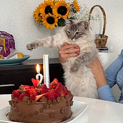 Lo hice para el cumpleaños de mi gatito, obvio el no comió pero a todos los demás nos encantó, sabía mucho a chocolate, estaba suave y no nos empalagó 10/10
