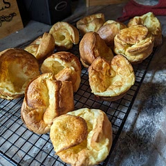 Nice big Yorkies!