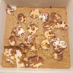 Used entirely dark brown sugar, added 1 tsp baking powder, and maybe an extra two tablespoons flour. Also added some marshmallow truffles on top instead of sprinkles. Would recommend 👌 
