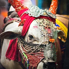 Cow is a Holly animal in India.  The creator of this recipe lacks basic cultural awareness. 