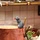 Remy AnthropomorphicRat