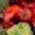 Market To Meal