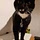KittyCat Katze