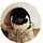 penguin_bakes