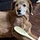 the four legged cook