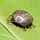 Trips & Tricks & Ticks & Tips