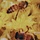 HoneyTea