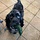Mollie