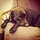 Molly Lab
