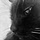 Meow Meow