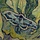 Skull Moth