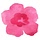 peanutblossom.com
