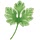 corianderandlace.com