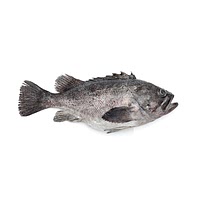 Grouper