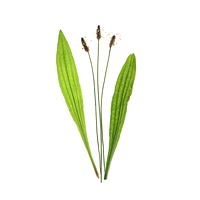 Ribwort plantain