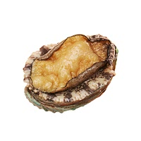 Baby abalone