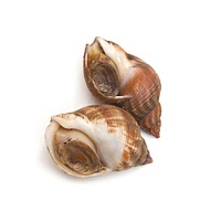 White sea snail